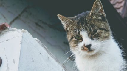 Farmacie Veterinară O.G. & I. Ltd Aleea Câmpul Moşilor 5