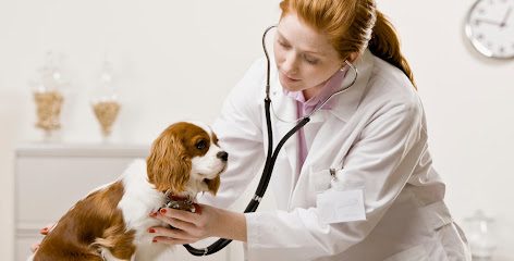 Farmacie Veterinara Strada Avram Iancu 6