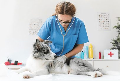 Farmacie Veterinara Strada Ziduri Moși 3b