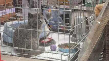 Royal Canin Strada Aprodul Purice 7