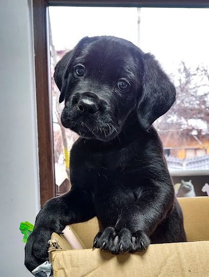 SUPER PET VET Strada Pietroșelului 55
